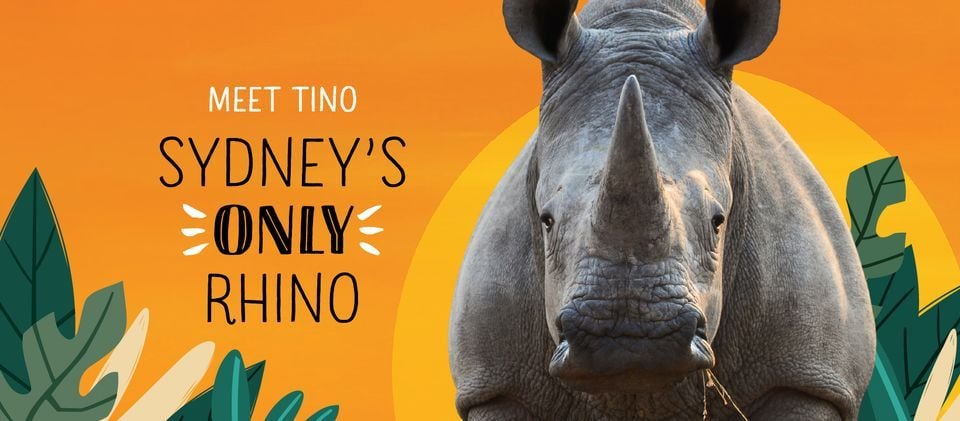 Sydney Zoo November Public Day Tour November 2022 Image -636ff9d51bdab